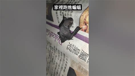 家裡進蝙蝠|家有蝙蝠？專家解密吉凶